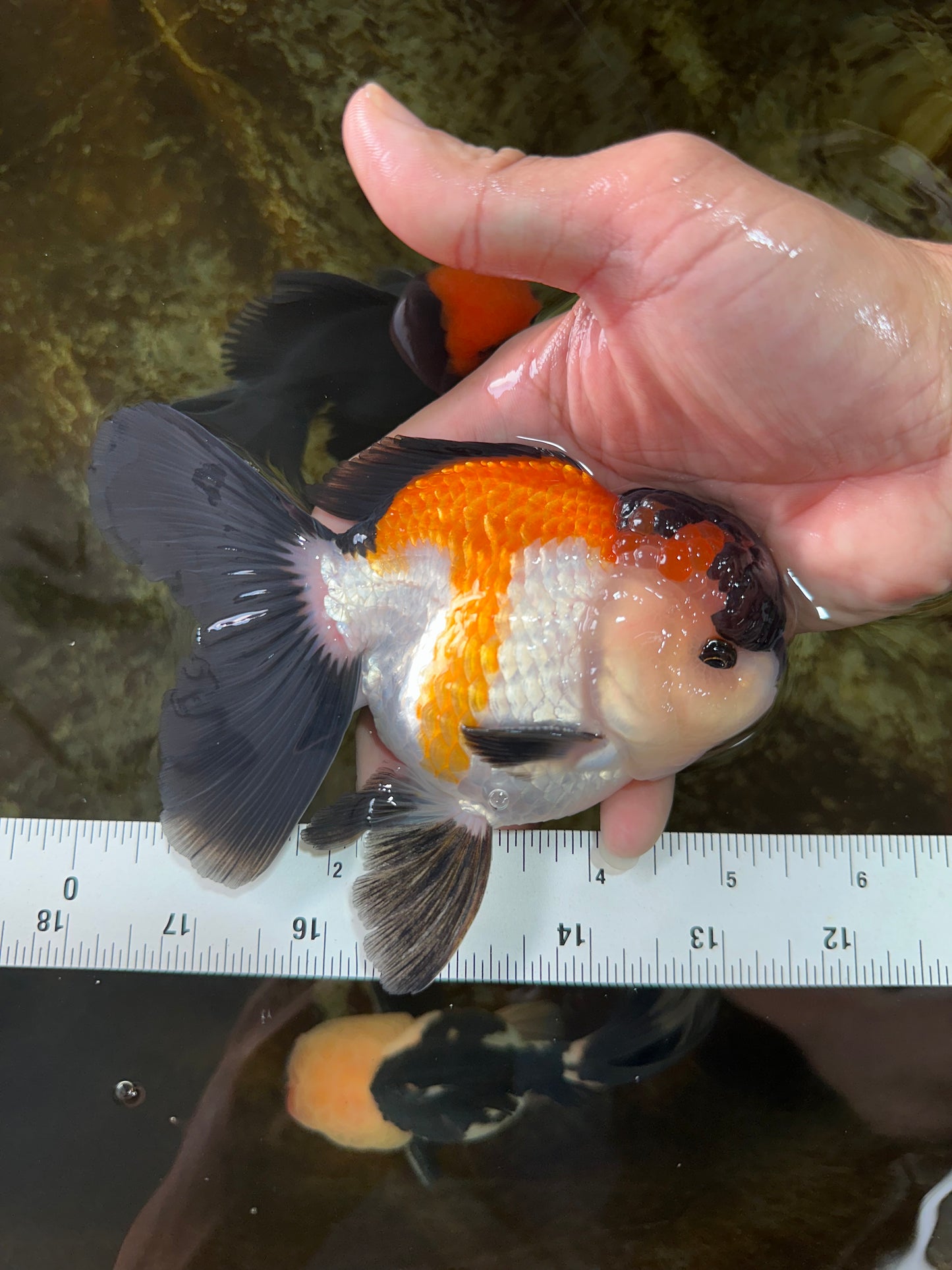 A Grade Tricolor Button Eyes Oranda Male 5-5.5 inches #080125OR_23