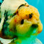 AAA Grade Sanke Marble Oranda Male 6.5 inches #062626OR_03