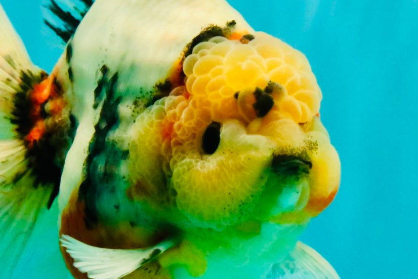 AAA Grade Sanke Marble Oranda Male 6.5 inches #062626OR_03