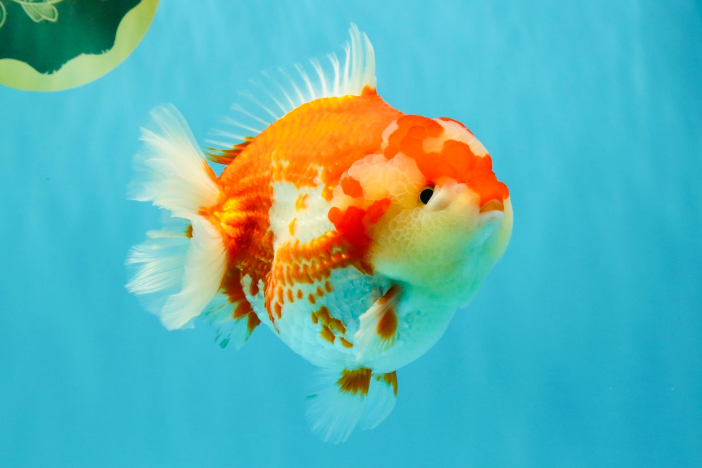 JUMBO A Grade Red White Yuanbao Male 5.5-6 inches #032026YB_22