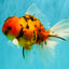 UNIQUE A Grade Tiger Oranda Male 6.5 inches #070626OR_19