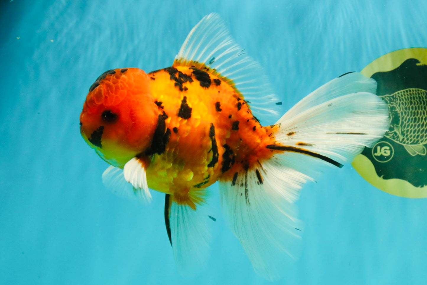 UNIQUE A Grade Tiger Oranda Male 6.5 inches #070626OR_19