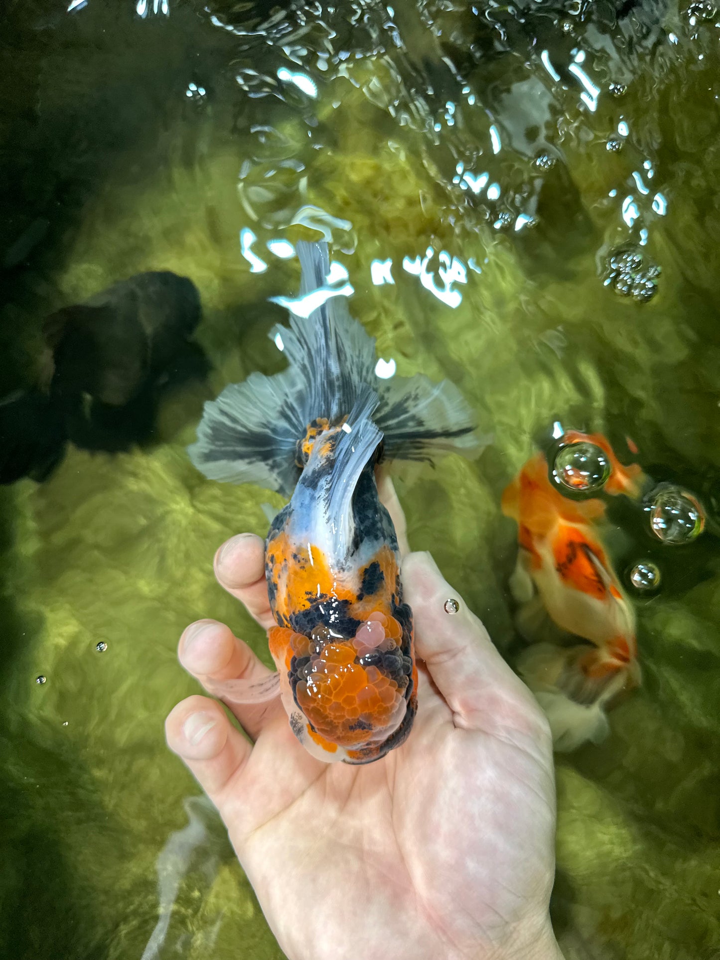 A Grade Ink Tiger Oranda Male 5-5.5 inches #050925OR_49