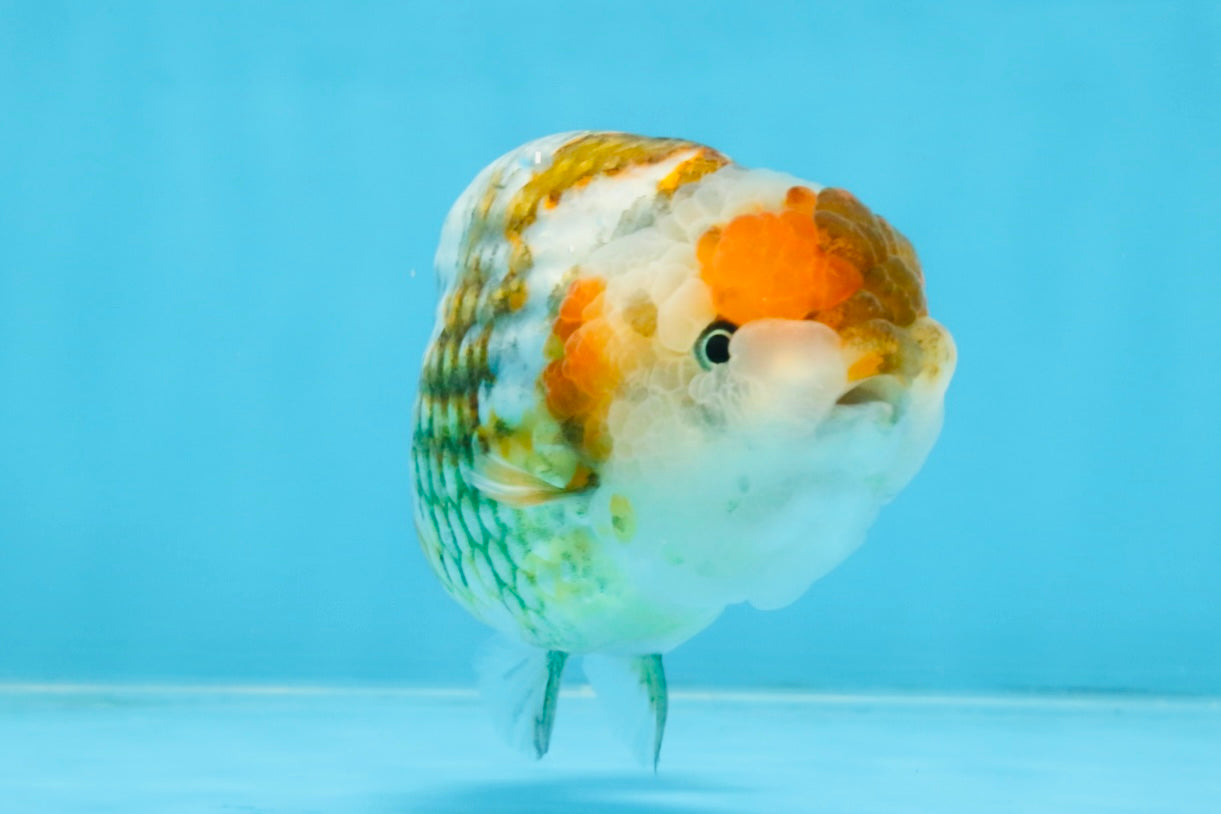 A Grade Calico Blue Base LionQueen 5 inches #103125LC_17