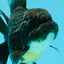 AAA Grade Black Kirin Rose Tail Oranda Male 5 inches #1201OR_09