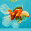 CHICKIE AAA Grade Red White Oranda Male 6 inches #072426OR_06