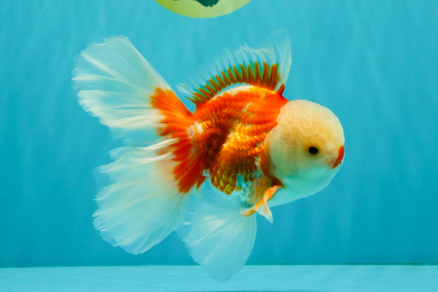 CHICKIE AAA Grade Red White Oranda Male 6 inches #072426OR_06