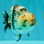 A Grade Tricolor Tiger Ranchu Female 4 inches #061926RC_11