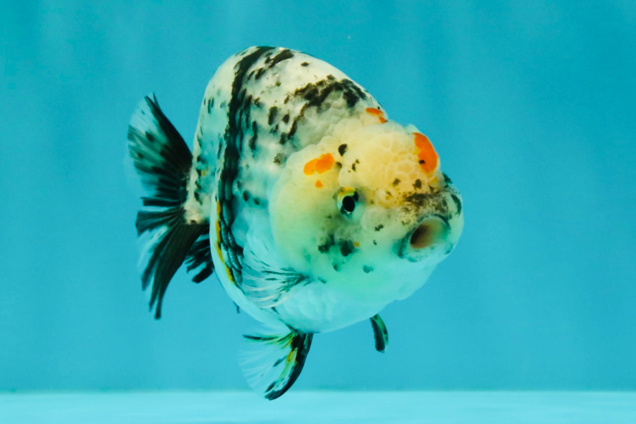 A Grade Tricolor Tiger Ranchu Female 4 inches #061926RC_11