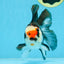 Tricolor Oranda Female 5-5.5 inches #111425OR_17