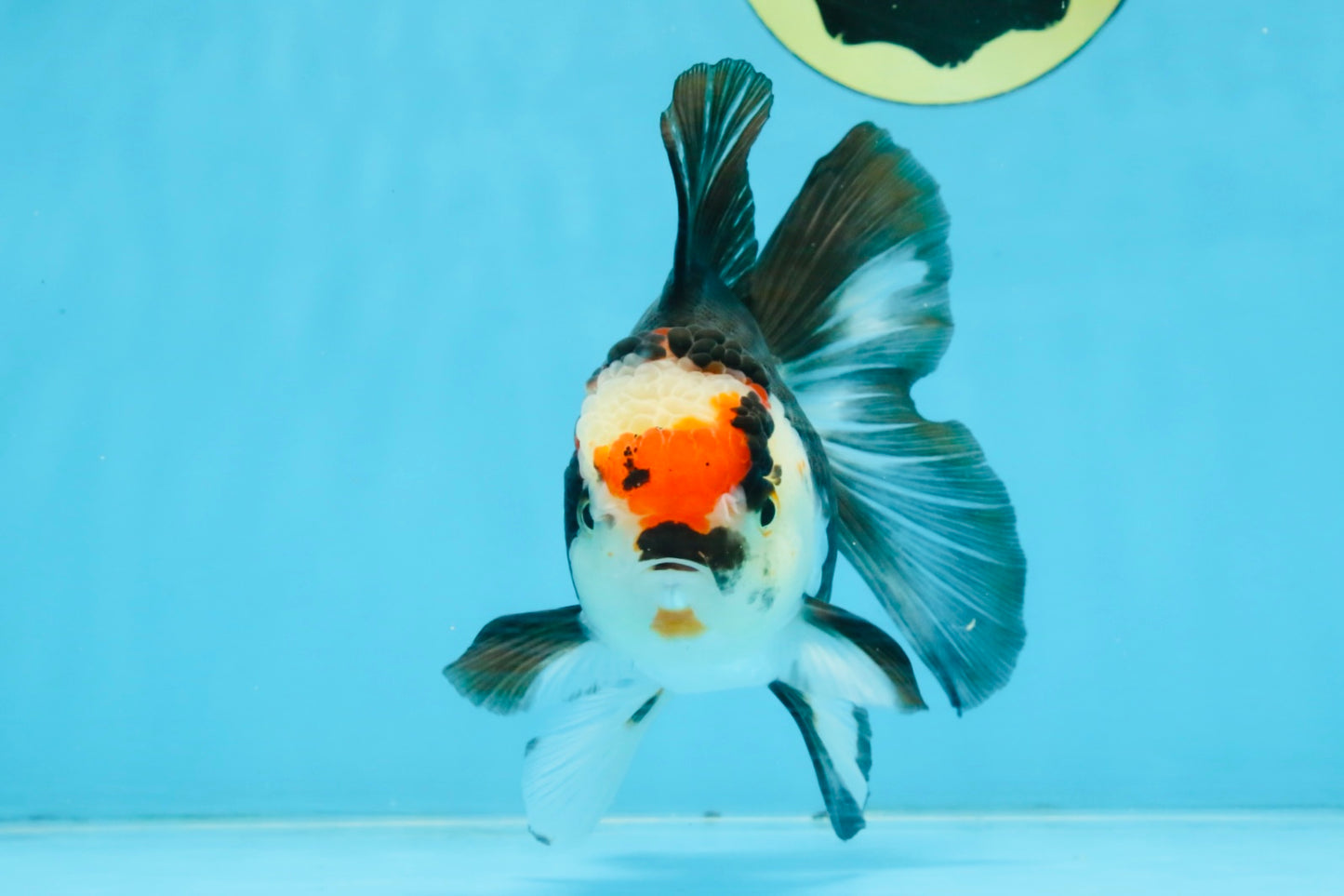 Tricolor Oranda Female 5-5.5 inches #111425OR_17