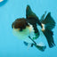 Panda Oranda mâle de qualité AAA 4,5-5 pouces #0906OR_33