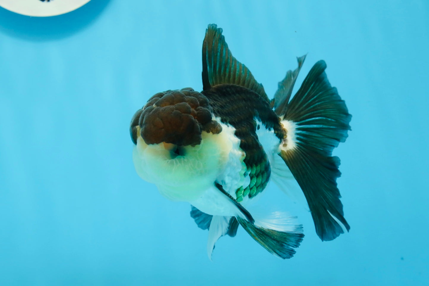 AAA Grade Panda Oranda Male 4.5-5 inches #0906OR_33