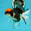 A Grade Red Head Tricolor Oranda Female 5 inches #112224OR_16