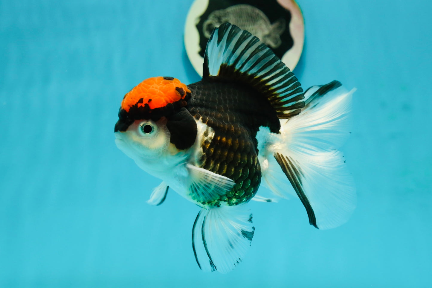 A Grade Red Head Tricolor Oranda Female 5 inches #112224OR_16