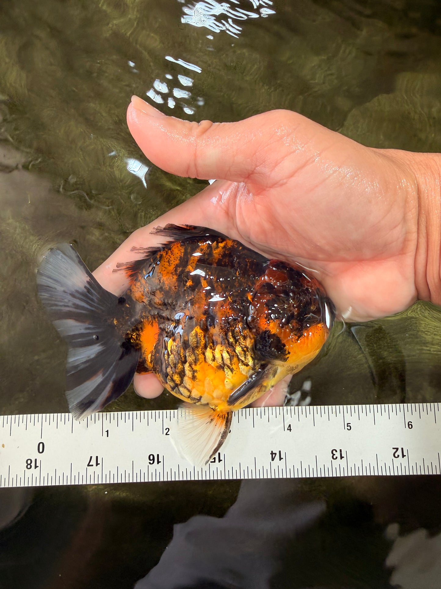 A Grade Tiger Yuanbao Male 4.5-5 inches #071726YB_11