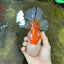 AAA Grade BEAUTY Red White Oranda Female 6.5 inches #100325OR_13