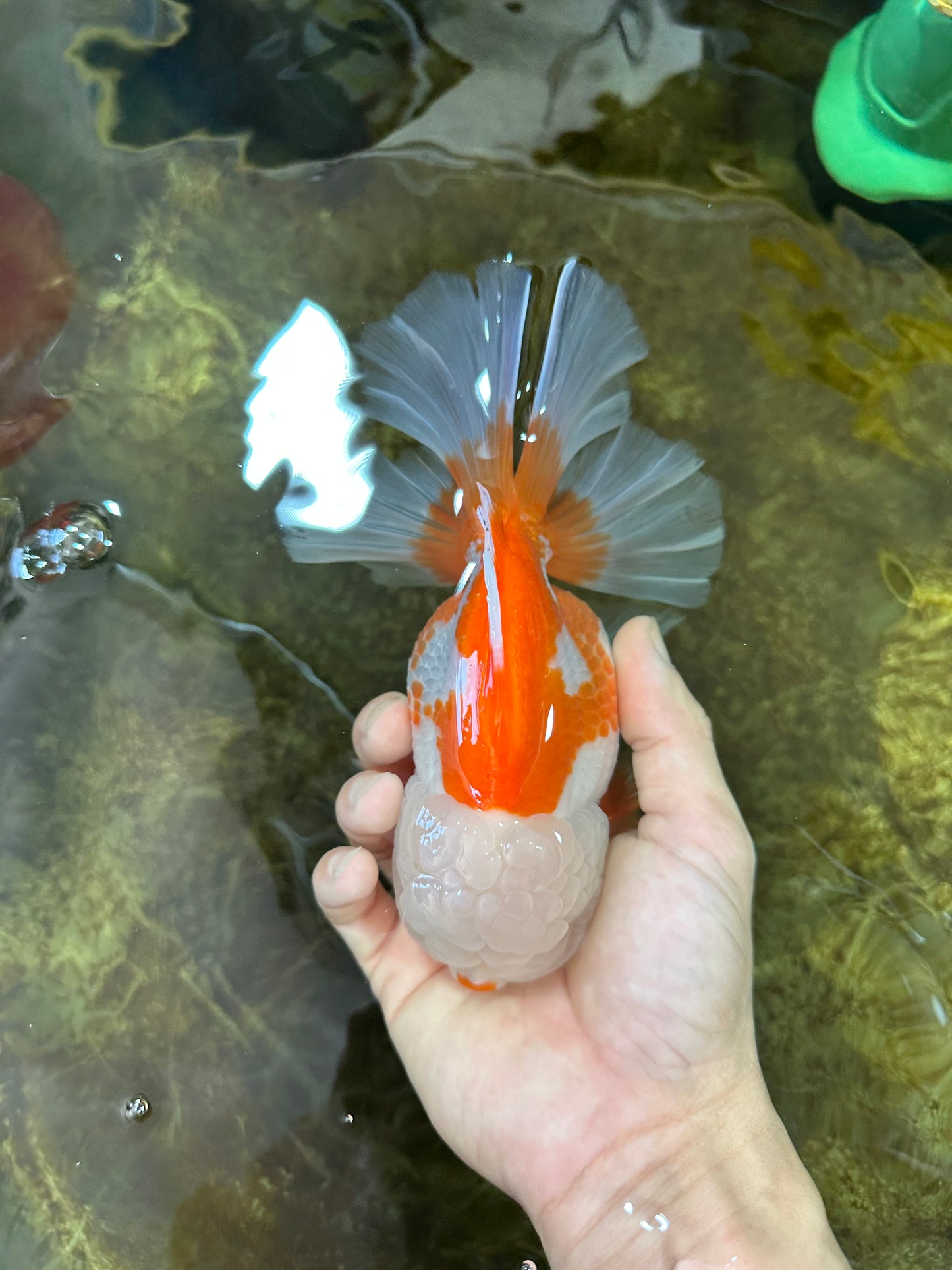 AAA Grade BEAUTY Red White Oranda Female 6.5 inches #100325OR_13