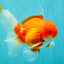 CHONKY AAA Grade Red White Oranda Male 4.5-5 inches #062626OR_37