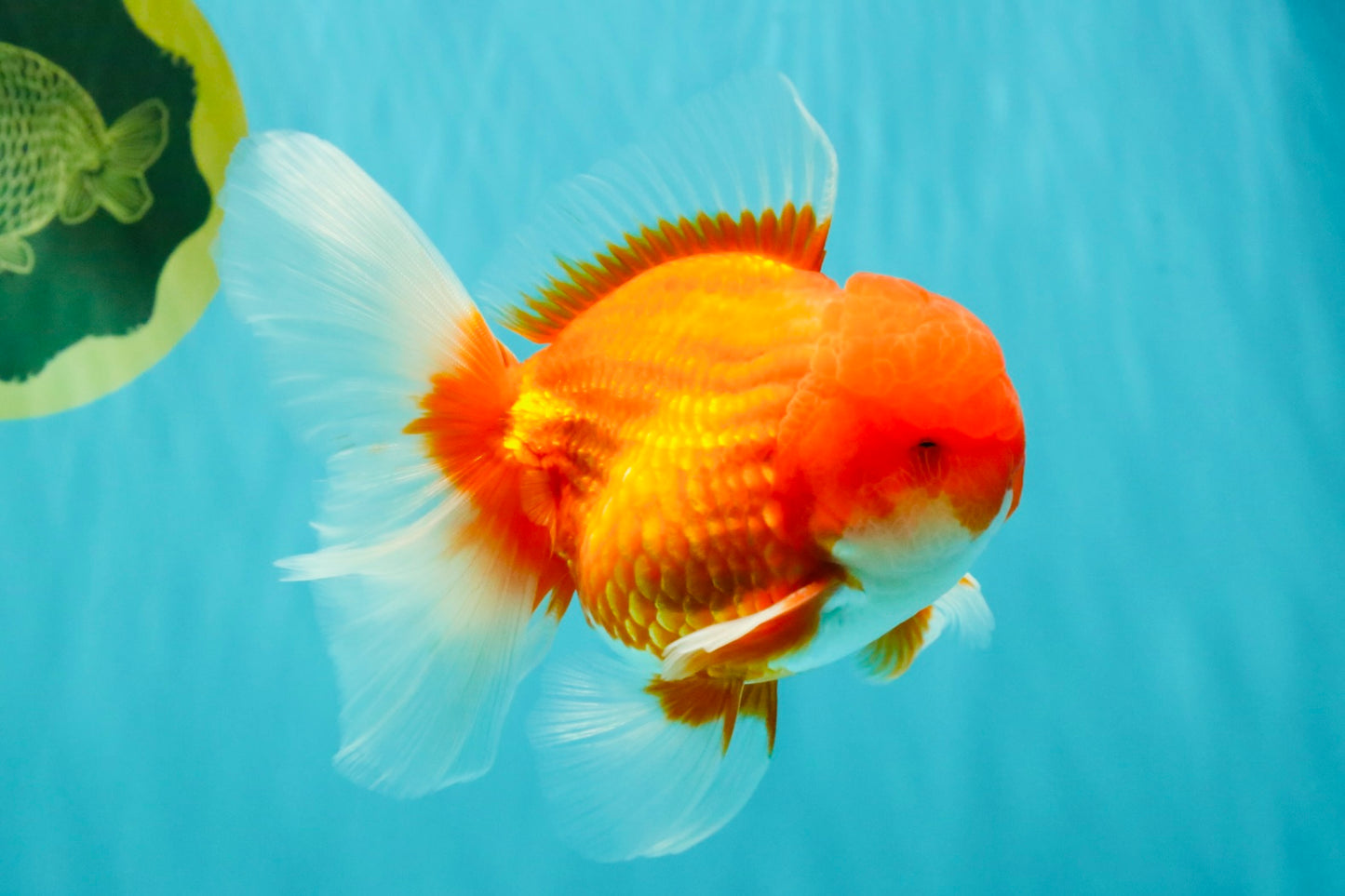 CHONKY AAA Grade Red White Oranda Male 4.5-5 inches #062626OR_37