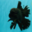 GODZILLA AAA Grade Black Lava Oranda Male 6.5-7 inches #092526OR_02