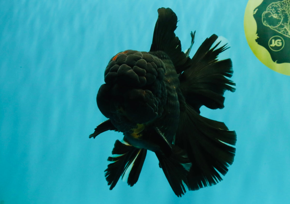 GODZILLA AAA Grade Black Lava Oranda Male 6.5-7 inches #092526OR_02
