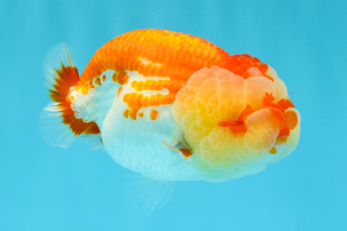 FLUFFY WEN AAA Grade Red White LionQueen 4-4.5 inches #022026LC_14