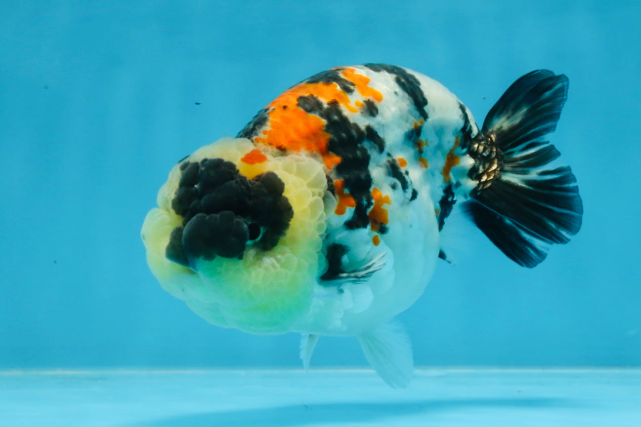 A Grade Special Tricolor LionKing 4.5-5 inches #100325LC_07