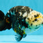 SPECIAL Chinese Ink Ranchu Male 5.5 inches #041026RC_21