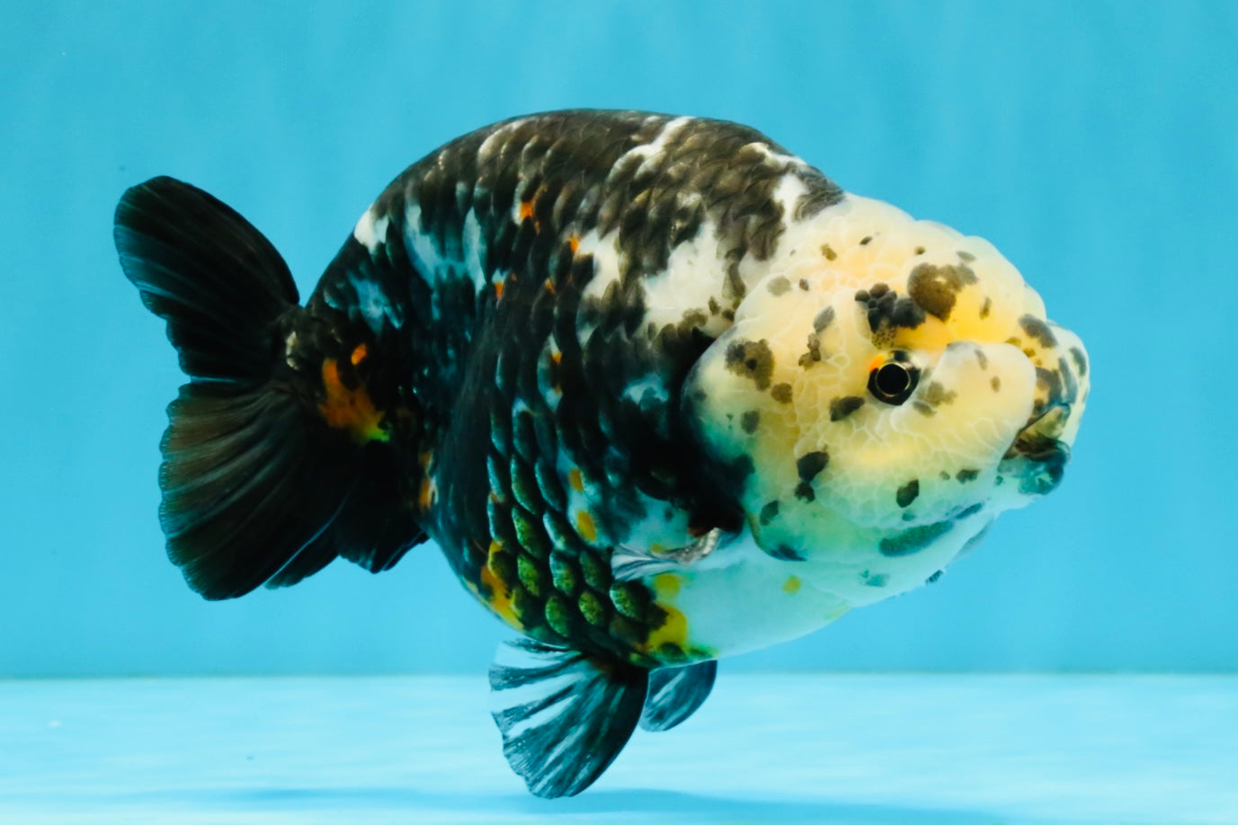 SPECIAL Chinese Ink Ranchu Male 5.5 inches #041026RC_21