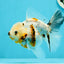 A Grade Unique Calico Oranda Female 4.5 inches #0607OR_10