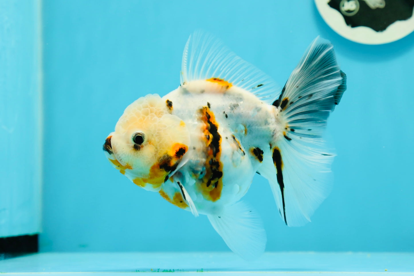 A Grade Unique Calico Oranda Female 4.5 inches #0607OR_10