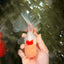 CHICKIE Red White Oranda Male 6.5 inches #080726OR_09