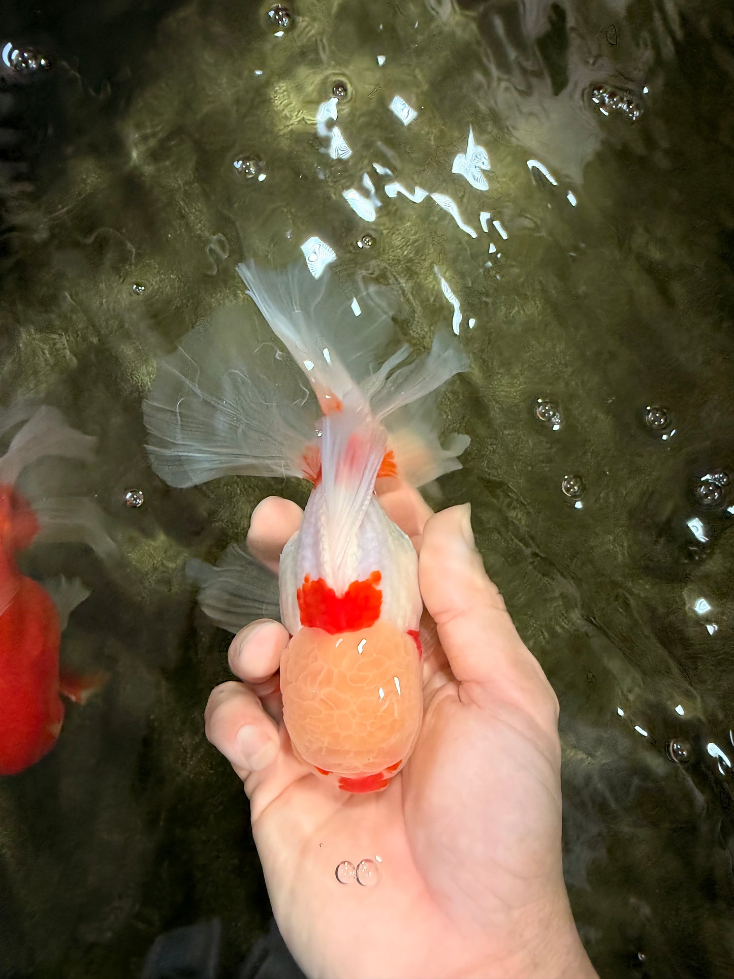 CHICKIE Red White Oranda Male 6.5 inches #080726OR_09