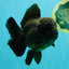 JUMBO AAA Grade Godzilla Black Oranda Male 6-6.5 inches #050826OR_01
