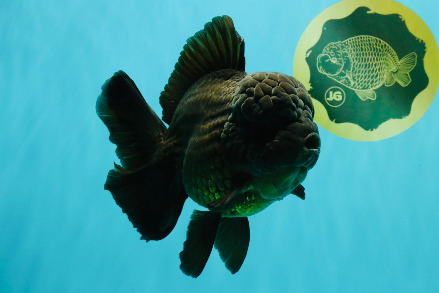 JUMBO AAA Grade Godzilla Black Oranda Male 6-6.5 inches #050826OR_01