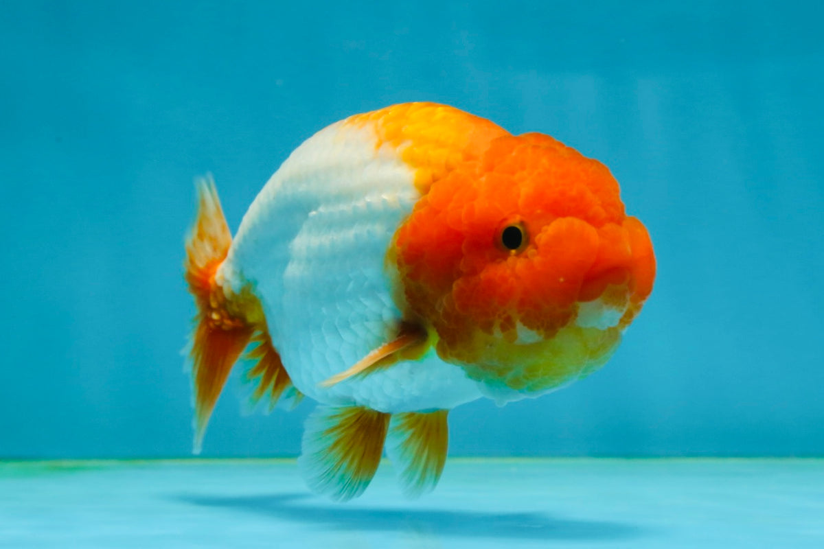 Really Fat Ranchu Red White Big Wen Ranchu Male 5 inches #031425RC_02 – Jimmy Goldfish