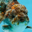 RARE A Grade Kirin Oranda Male 5.5 inches #120525OR_02