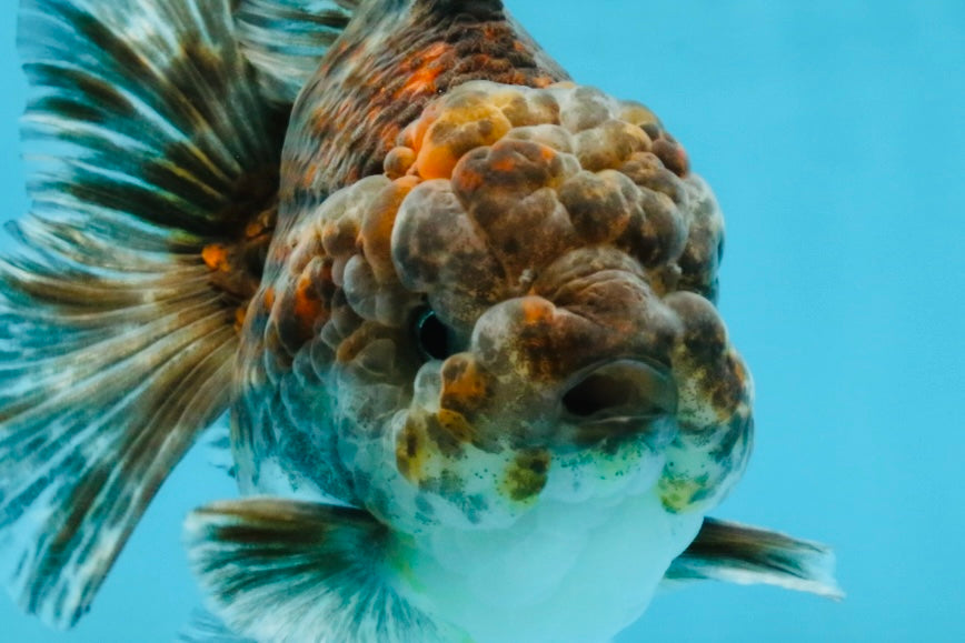 RARE A Grade Kirin Oranda Male 5.5 inches #120525OR_02