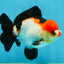 A Grade Pompom Tricolor Yuanbao Male 4.5 inches #062725YB_08
