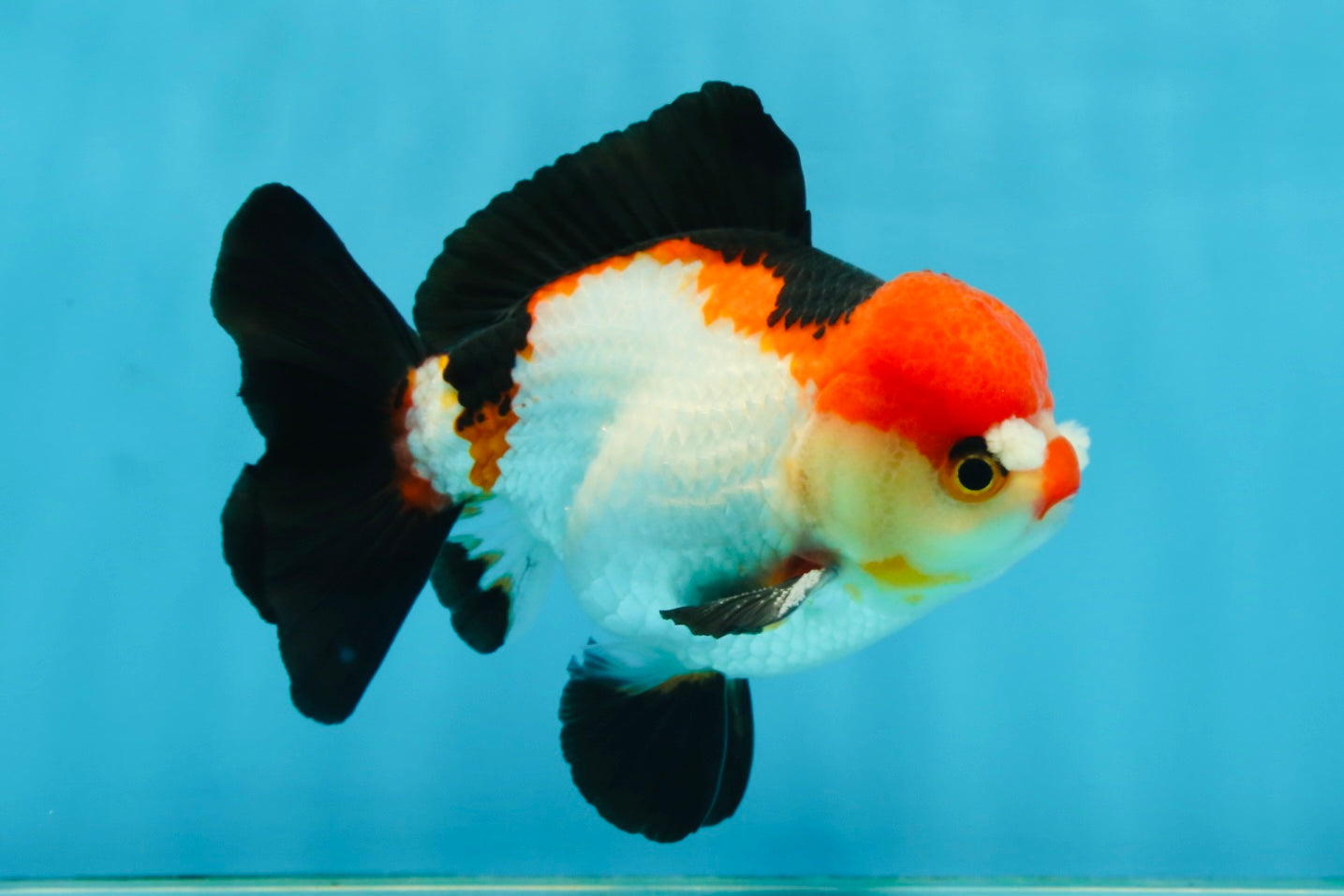 A Grade Pompom Tricolor Yuanbao Male 4.5 inches #062725YB_08