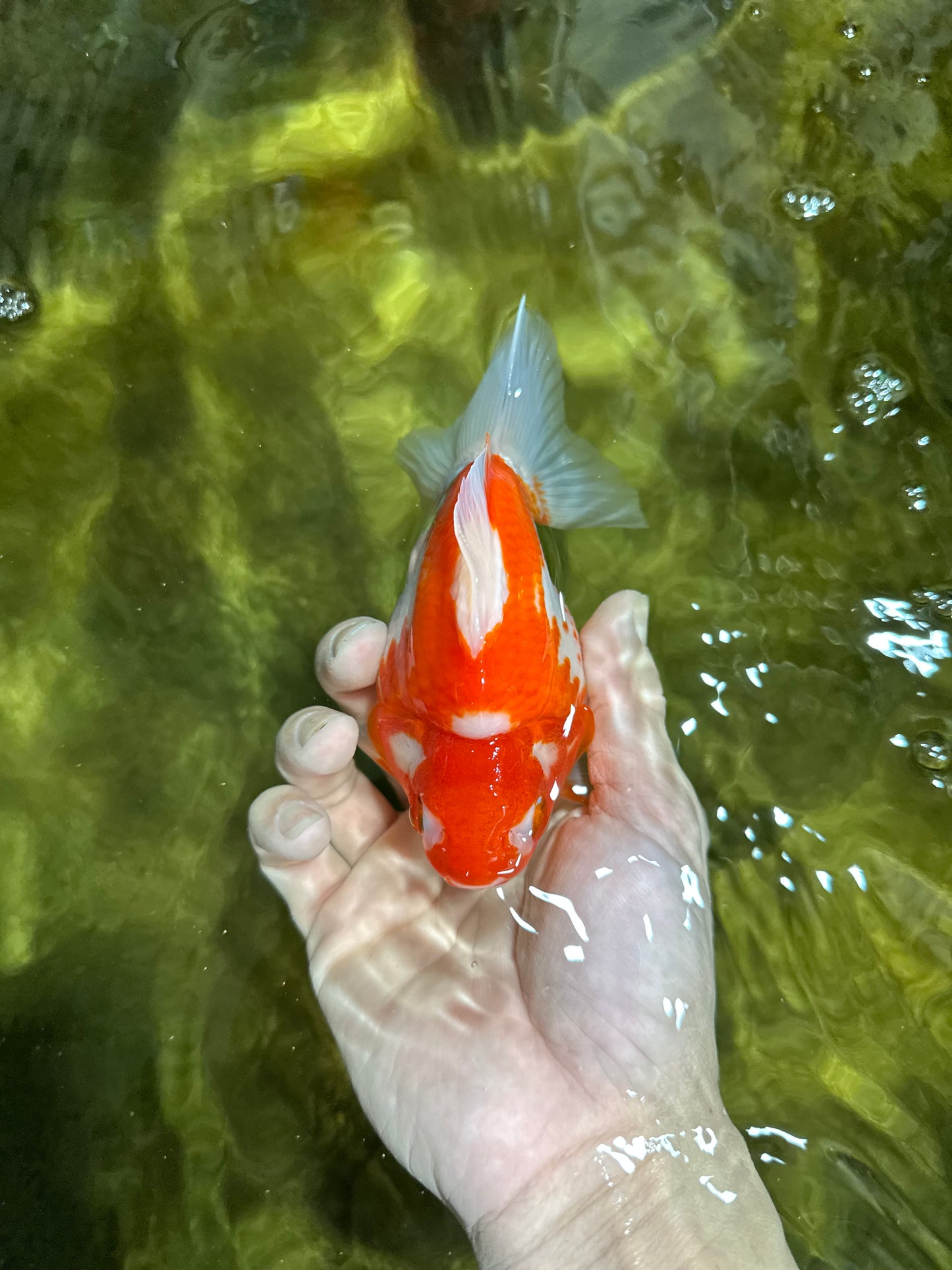 A GRADE Polkadot Red White Ryukin Female 5 inches #050925RK_19