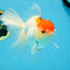 A Grade Red White Oranda Female 6 inches #071125OR_06