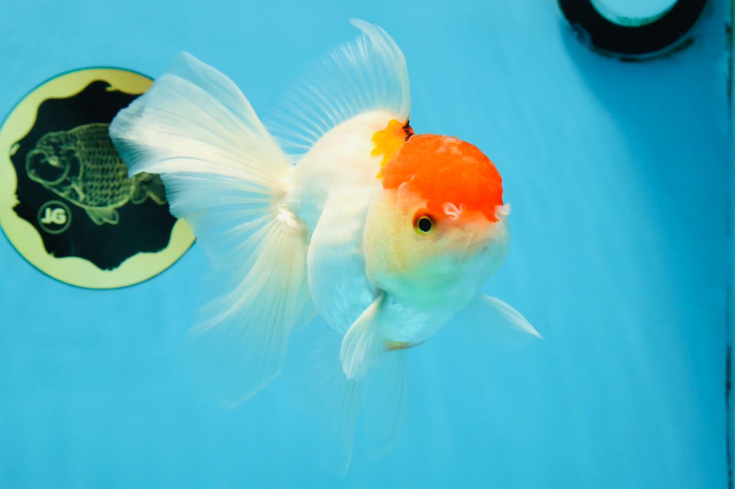 A Grade Red White Oranda Female 6 inches #071125OR_06