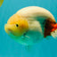 AAA Grade Sakura Ranchu Female 5.5-6 inches #102326RC_02