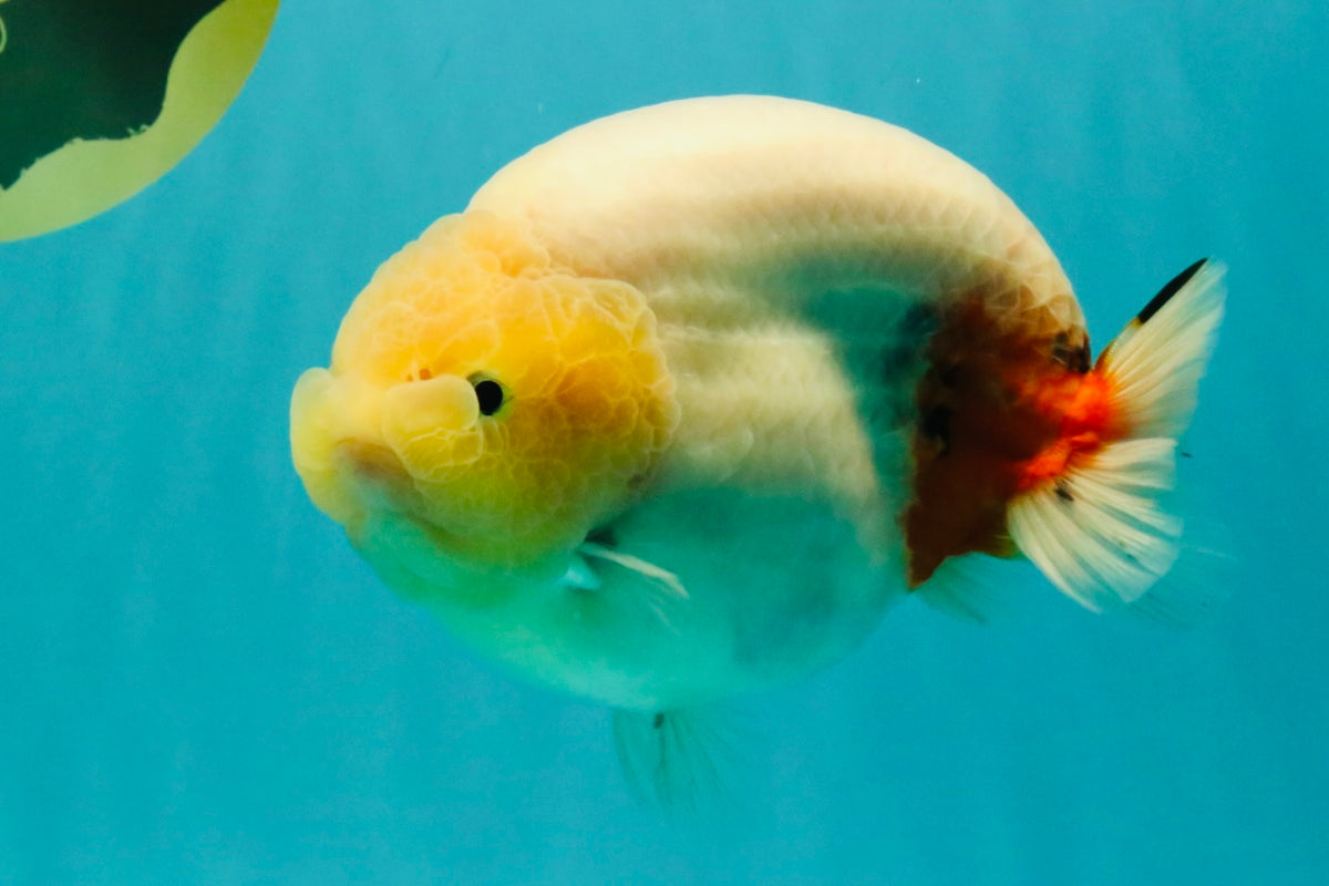 AAA Grade Sakura Ranchu Female 5.5-6 inches #102326RC_02
