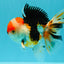 CHARLIE A Grade Tricolor Oranda Male 5.5 inches #032026OR_13