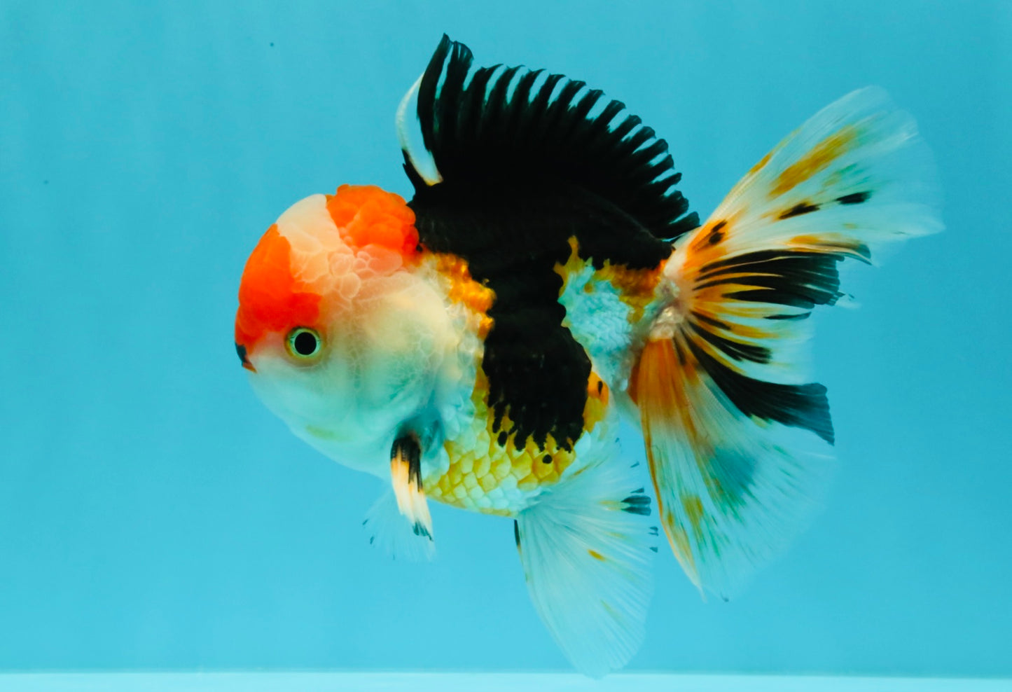 CHARLIE A Grade Tricolor Oranda Male 5.5 inches #032026OR_13