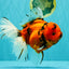 A Grade Tiger Oranda Female 7.5-8  inches #100226OR_34