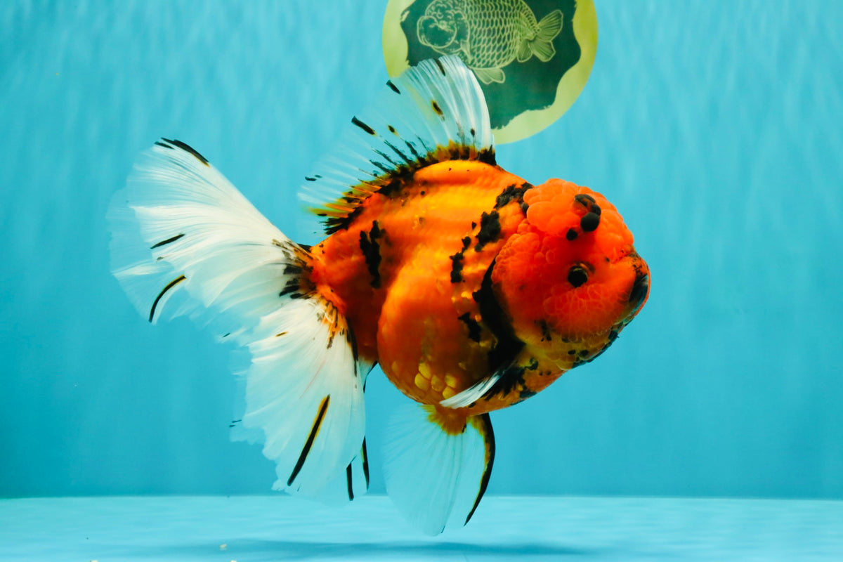 A Grade Tiger Oranda Female 7.5-8  inches #100226OR_34